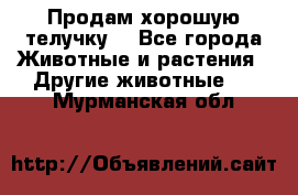 Продам хорошую телучку. - Все города Животные и растения » Другие животные   . Мурманская обл.